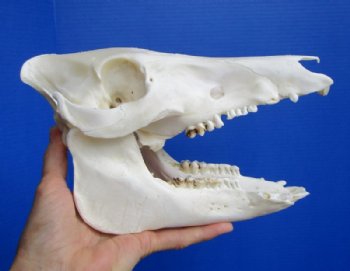 8-1/2 inches Authentic Georgia Wild Boar, Pig Skull for $49.99