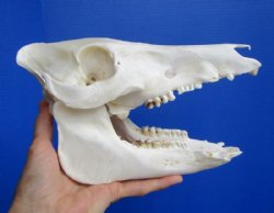 8-1/2 inches Authentic Georgia Wild Boar, Pig Skull for $49.99