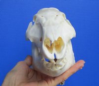 8-1/2 inches Authentic Georgia Wild Boar, Pig Skull for $49.99