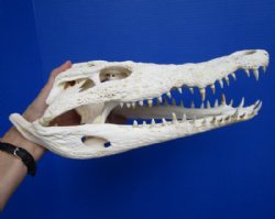 13-1/2 inches Real African Nile Crocodile Skull for Sale for $265.00 (CITES 263852)