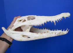 13-1/2 inches Nile Crocodile Skull for Sale CITES #236852 for $265.00