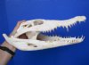13-1/2 inches Nile Crocodile Skull for Sale (Slightly damaged bone in back of skull) CITES #236852 - Buy this one for $265.00