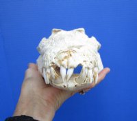 14-1/4 inches Large Nile Crocodile Skull (CITES 263852) for $254.99 <font color=red> Sale</font>