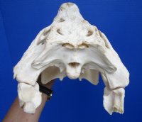14-1/4 inches Large Nile Crocodile Skull (CITES 263852) for $254.99 <font color=red> Sale</font>