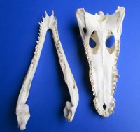 14-1/4 inches Large Nile Crocodile Skull (CITES 263852) for $254.99 <font color=red> Sale</font>