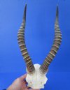 Blesbok Skull Plate with 14-3/4 and 15 inches Horns - Buy this one for $44.99