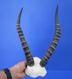 Blesbok Skull Plate with 13-3/4 inches Horns - Buy this one for $44.99