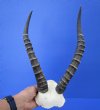 Blesbok Skull Plate with 13-3/4 inches Horns - Buy this one for $44.99