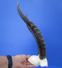 Blesbok Skull Plate with 13-3/4 inches Horns - Buy this one for $44.99