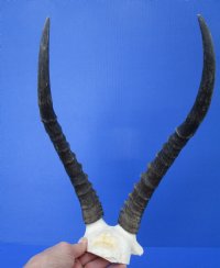 Blesbok Skull Plate with 13-3/4 inches Horns - Buy this one for $44.99