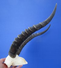 Blesbok Skull Plate with 13-3/4 inches Horns - Buy this one for $44.99