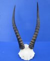 Blesbok Skull Plate with 12-3/4 and 13-1/4 inches - Buy this one for $44.99