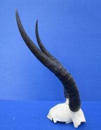Blesbok Skull Plate with 12-3/4 and 13-1/4 inches - Buy this one for $44.99