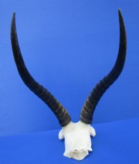 Blesbok Skull Plate with 12-3/4 and 13-1/4 inches - Buy this one for $44.99