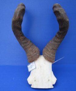 Real Male Red Hartebeest Skull Plate with 18-1/2 inches Horns - Buy this one for $69.99