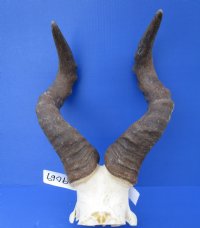 Real Male Red Hartebeest Skull Plate with 18-1/2 inches Horns - Buy this one for $69.99