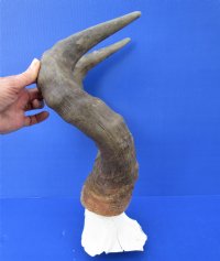 Real African Male Red Hartebeest Skull Plate with 19-1/2 inches Horns - Buy this one for $69.99