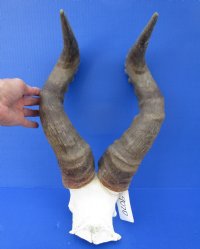 Real African Male Red Hartebeest Skull Plate with 19-1/2 inches Horns - Buy this one for $69.99