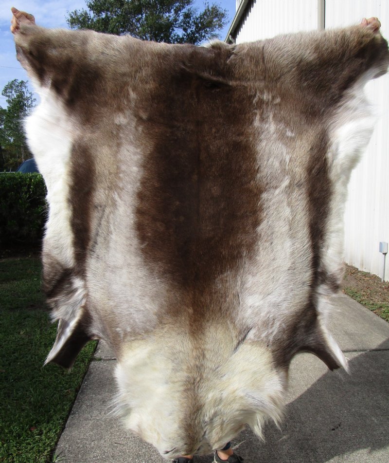 55 by 48 inches Large Finland Reindeer Hide, Furniture Throw for Sale,