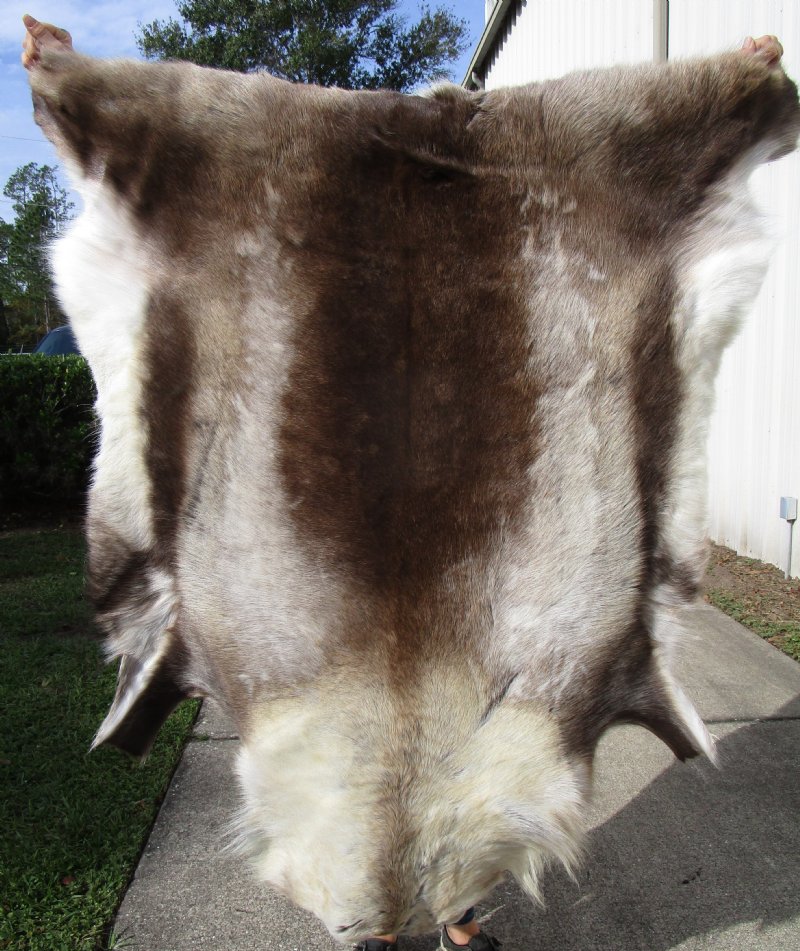 55 by 48 inches Large Finland Reindeer Hide, Furniture Throw for Sale, 55 by 48 inches Large Finland Reindeer Hide, Furniture Throw for Sale,