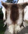55 by 48 inches Finland Reindeer Hide, Furniture Throw for Sale, <font color=red> a Huge Beautiful Skin </font> - Buy this one for $154.99