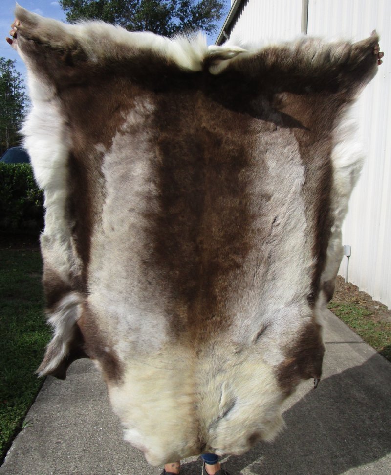 54 by 48 inches Extra Large Reindeer Hide, Skin, Furniture Throw