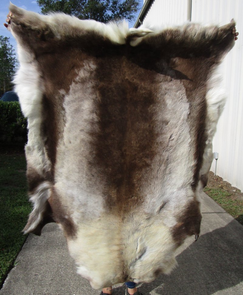 54 by 48 inches Extra Large Reindeer Hide, Skin, Furniture Throw 54 by 48 inches Extra Large Reindeer Hide, Skin, Furniture Throw