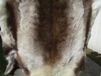 54 by 48 inches Extra Large Reindeer Hide, Skin, Furniture Throw - Buy this beautiful reindeer hide for $154.99