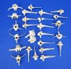 25 Extra Large Whitetail Deer Vertebrae Bones for Sale - Buy the ones pictured for $1.60 each
