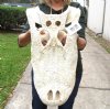 21 inches <font color=red>Huge Discount</font> Real Alligator Top Skull from a 12 foot Florida Gator, no bottom jaw and no teeth - Buy this one for $39.99
