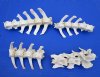 4 sets of Whitetail Deer Vertebrae for sale (32" total - 19 vertebrae) - Buy this one for $39.99