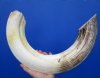 29 inches <font color=red> Massive Authentic</font> Curved Hippo Tusk, Ivory for Carving (CITES #300162) - Buy this one for $865.00 (SHIPS UPS ADULT SIGNATURE REQUIRED)