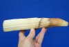 9 inches Straight Hippo Ivory for Carving, Hippo Tusk <font color=red> 90 Percent Solid</font> 13 ounces - (CITES #300162) -  Buy this one for $129.99