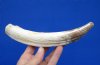 8 inches Semi-Curved Hippo Tusk for Sale, 8 ounces (CITES 300162) - Buy this one for $69.99