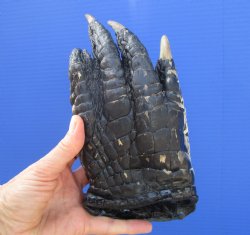 Large Florida Allig...