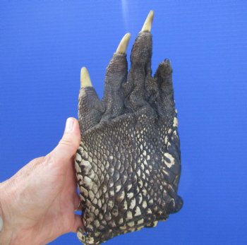 Large Florida Alligator Foot 9.25 by 4.50 inches