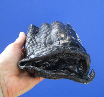 Large Florida Alligator Foot 9.25 by 4.50 inches
