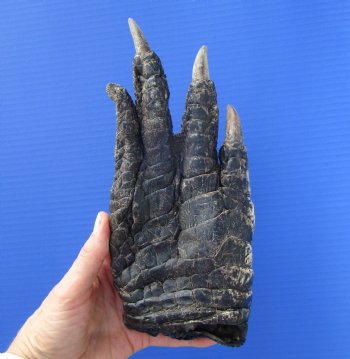 Large Florida Alligator Foot 9.25 by 4 inches