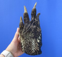 Large Florida Allig...