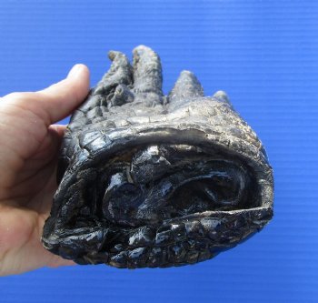 Large Florida Alligator Foot 9.25 by 4 inches