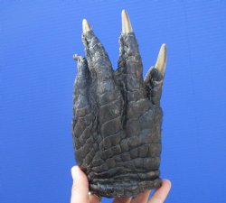 Large Florida Alligator Foot 8.25 by 4.25 inches