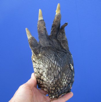Large Florida Alligator Foot 8.25 by 4.25 inches