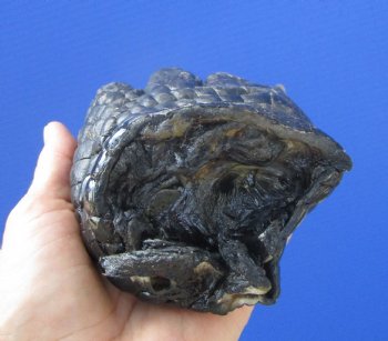 Large Florida Alligator Foot 8.25 by 4.25 inches