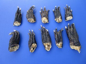 10 Preserved Alligator Feet, 4 to 5 inches for $4.50 each