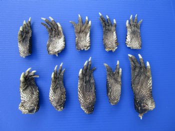 10 Preserved Alligator Feet, 4 to 5 inches for $4.50 each