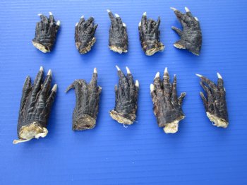 10 Preserved Alligator Feet, 3 to 4 inches for $3.00 each