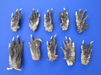 10 Preserved Alligator Feet, 3 to 4 inches for $3.00 each