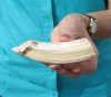 One Authentic African Hippo Tusk for Sale, Hippo Ivory,<font color=red> 50 Percent Solid </font> (CITES #300162) - Buy this one for <font color=red> $29.99</font> (Plus $7.50 First Class Mail)