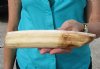 8-1/4 inches Authentic Straight Hippo Tusk, Ivory for Carving with a surface crack <font color=red> 40 Percent Solid</font> (CITES #300162) -  Buy this one for $102.00
