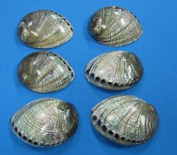 5 to 5-1/2 inches Polished Green Abalone Shell for $21.99